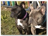 Halo Frenchie