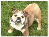 Halo Frenchie