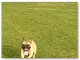 Halo Frenchie
