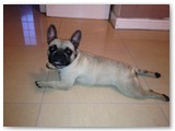 Halo Frenchie