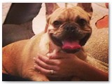 Halo Frenchie