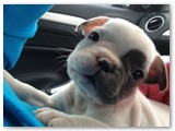 Halo Frenchie