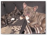 Halo Frenchie