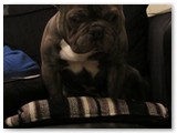 Halo Frenchie
