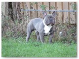Halo Frenchie