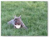 Halo Frenchie