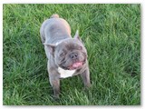Halo Frenchie