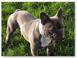 Halo Frenchie