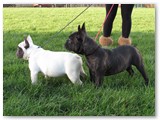 Halo Frenchie