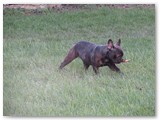 Halo Frenchie