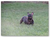 Halo Frenchie