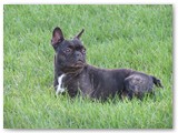 Halo Frenchie