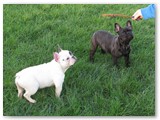 Halo Frenchie