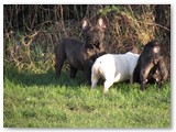 Halo Frenchie