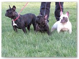 Halo Frenchie