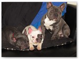 Halo Frenchie