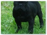 Halo Frenchie