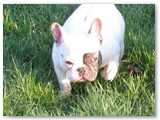 Halo Frenchie