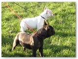 Halo Frenchie