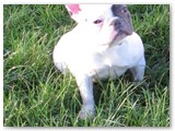 Halo Frenchie