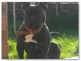 Halo Frenchie