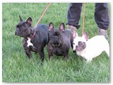 Halo Frenchie