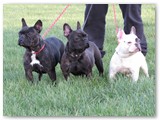 Halo Frenchie
