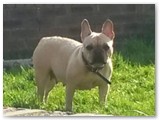 Halo Frenchie