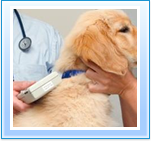 Dog Micro Chipping