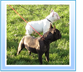 Dog Day Care Formby