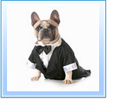 Dog Wedding Day Service